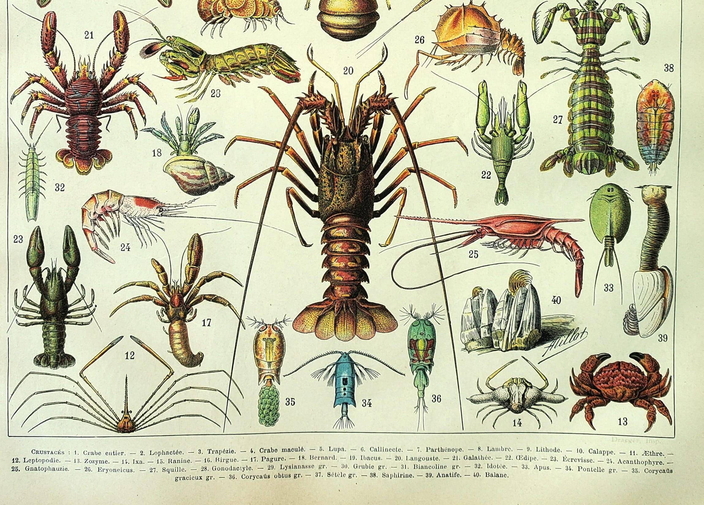 Antique engraving 1907 A. Millot - Crustaceans 1, crab, marine fauna