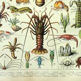 Antique engraving 1907 A. Millot - Crustaceans 1, crab, marine fauna