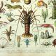 Gravure ancienne 1907 A. Millot - Crustacés 1, crabe, faune marine