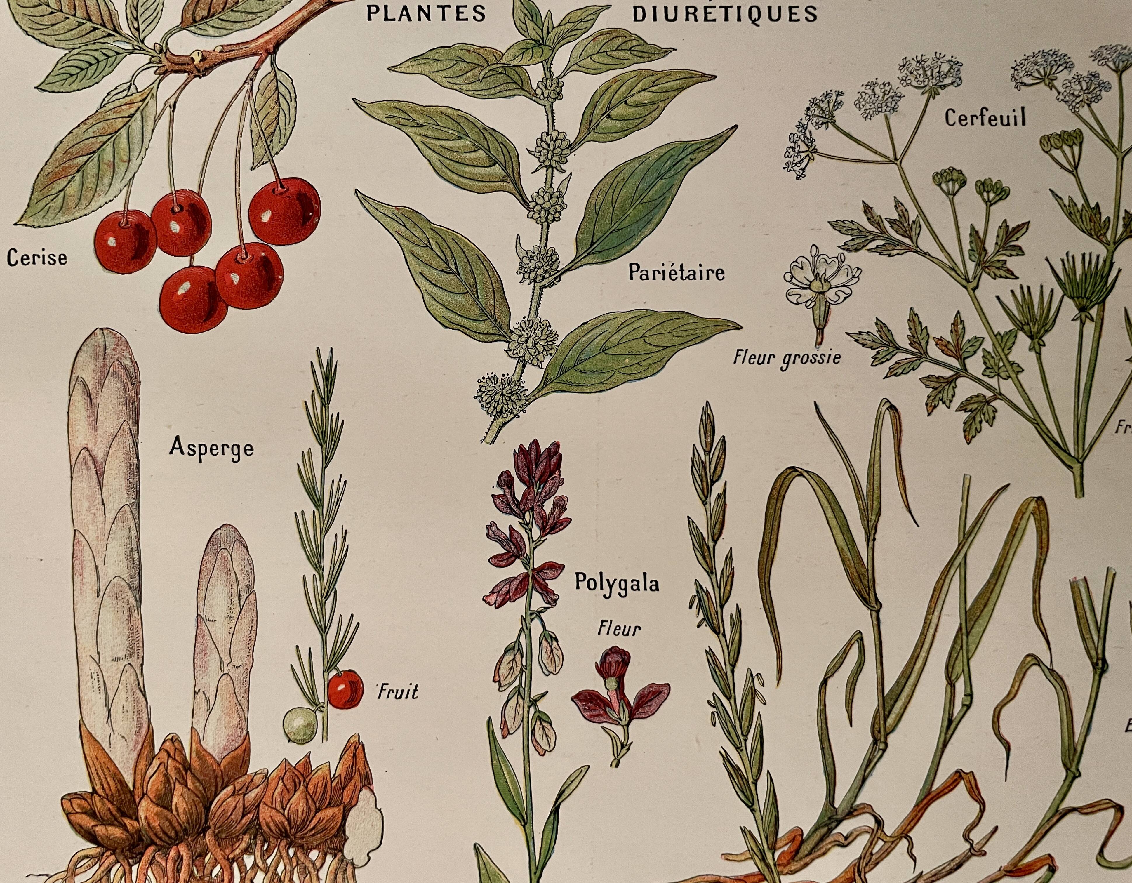 Illustrated page on sudorific plants -1950