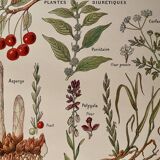 Illustrated page on sudorific plants -1950