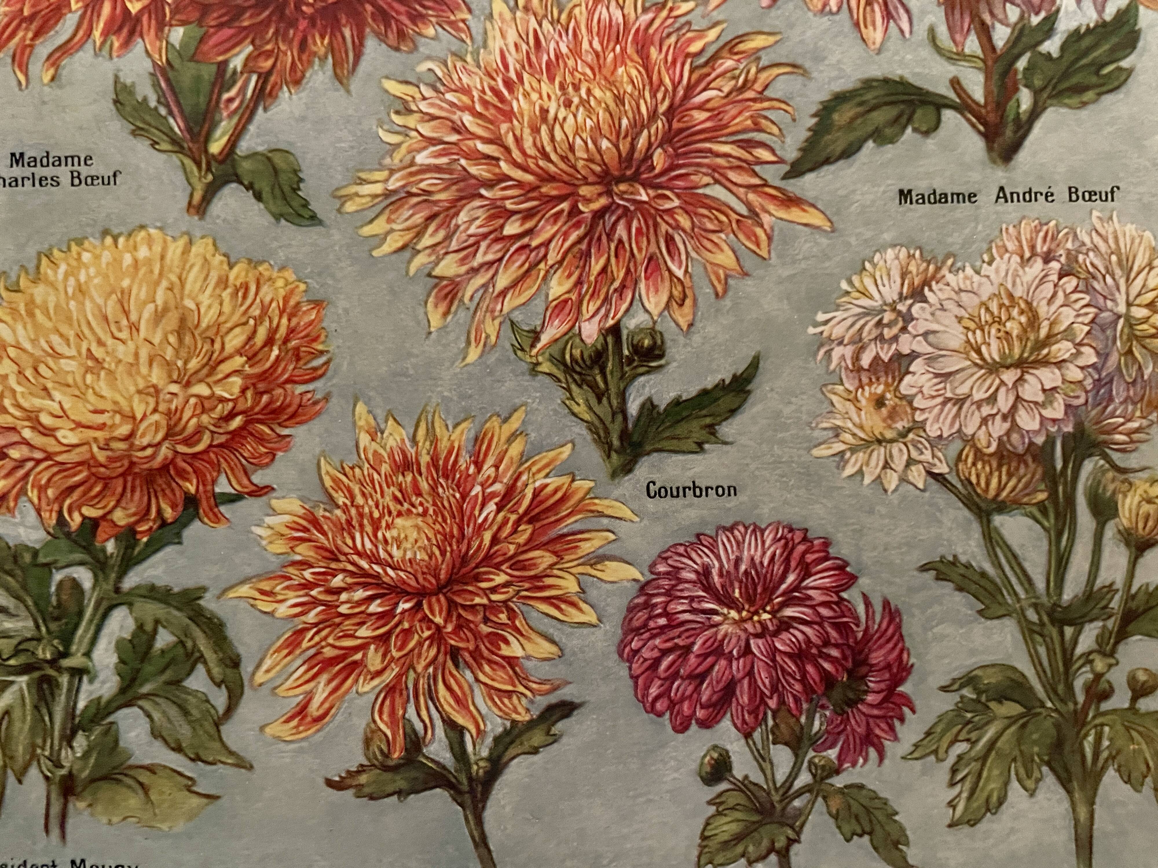 Lithograph on chrysanthemum flowers - 1920