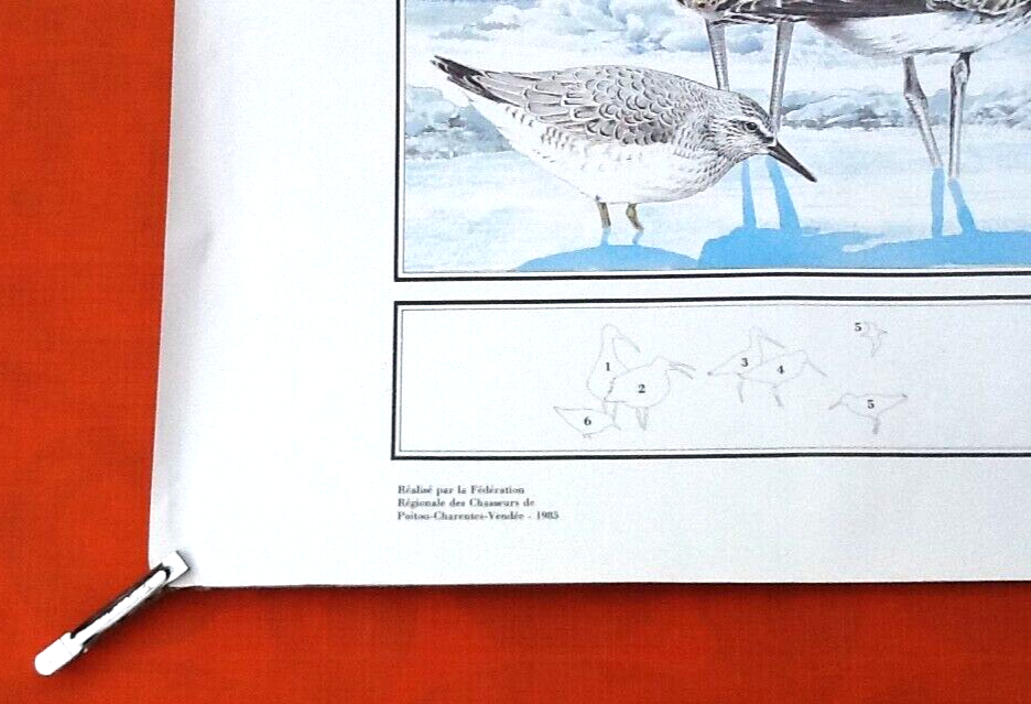 N°12 Huntable species in France