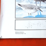N°12 Huntable species in France