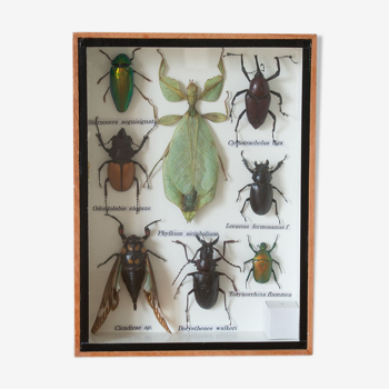 Collection d'insectes entomologie