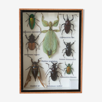 Collection of entomology insects
