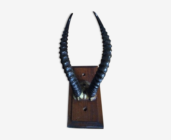 Gazelle horn