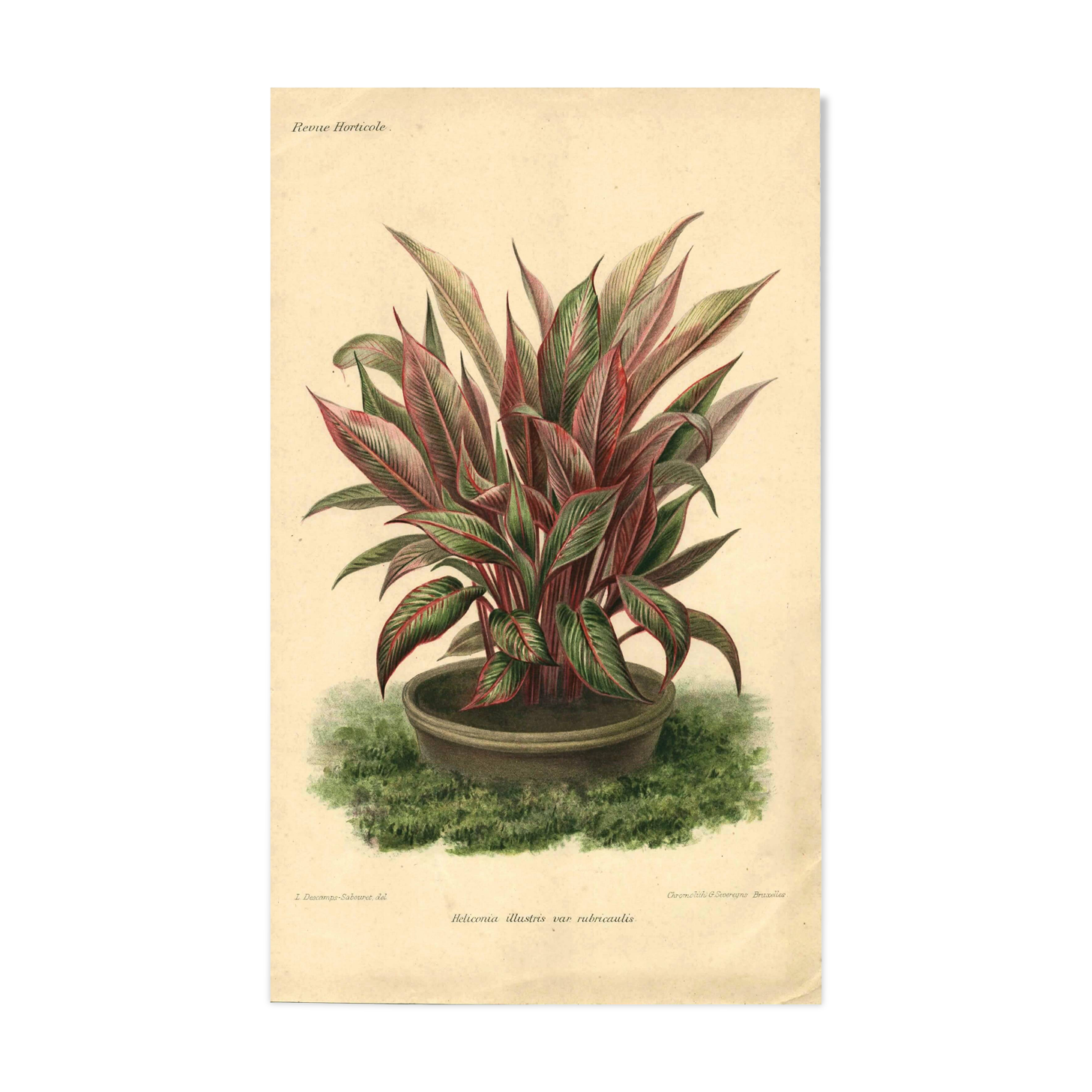 Botanical engraving from 1896 by Descamps-Sabouret • Heliconia illustris • Old lithograph