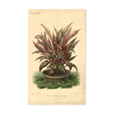 Gravure Botanique de 1896 par Descamps-Sabouret • Héliconie illustris • Lithographie ancienne