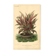 Botanical engraving from 1896 by Descamps-Sabouret • Heliconia illustris • Old lithograph