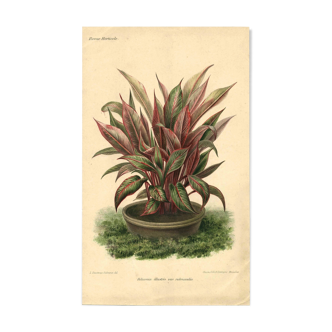 Gravure Botanique de 1896 par Descamps-Sabouret • Héliconie illustris • Lithographie ancienne