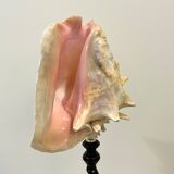 XXL 54 cm Old large conch shell on wooden base Napoleon III cabinet of curiosities foot