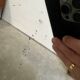 Large Louis Philippe gilded wood mirror