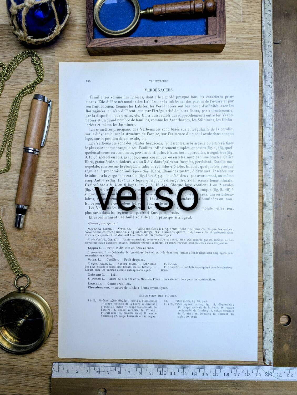 Printed in 1889, the nightshades (Solanaceae). Old botanical plate.