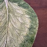 Cabbage leaf dish with slushie