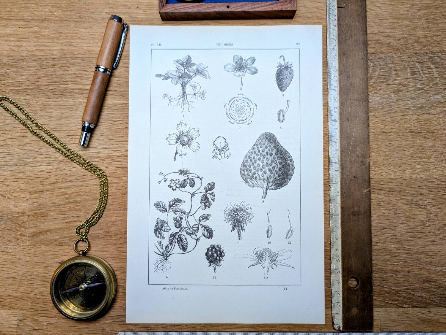 Vintage botanical plate printed in 1889, Fragariaceae.