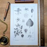 Planche botanique vintage imprimée en 1889, les Fragariées.