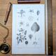 Vintage botanical plate printed in 1889, Fragariaceae.