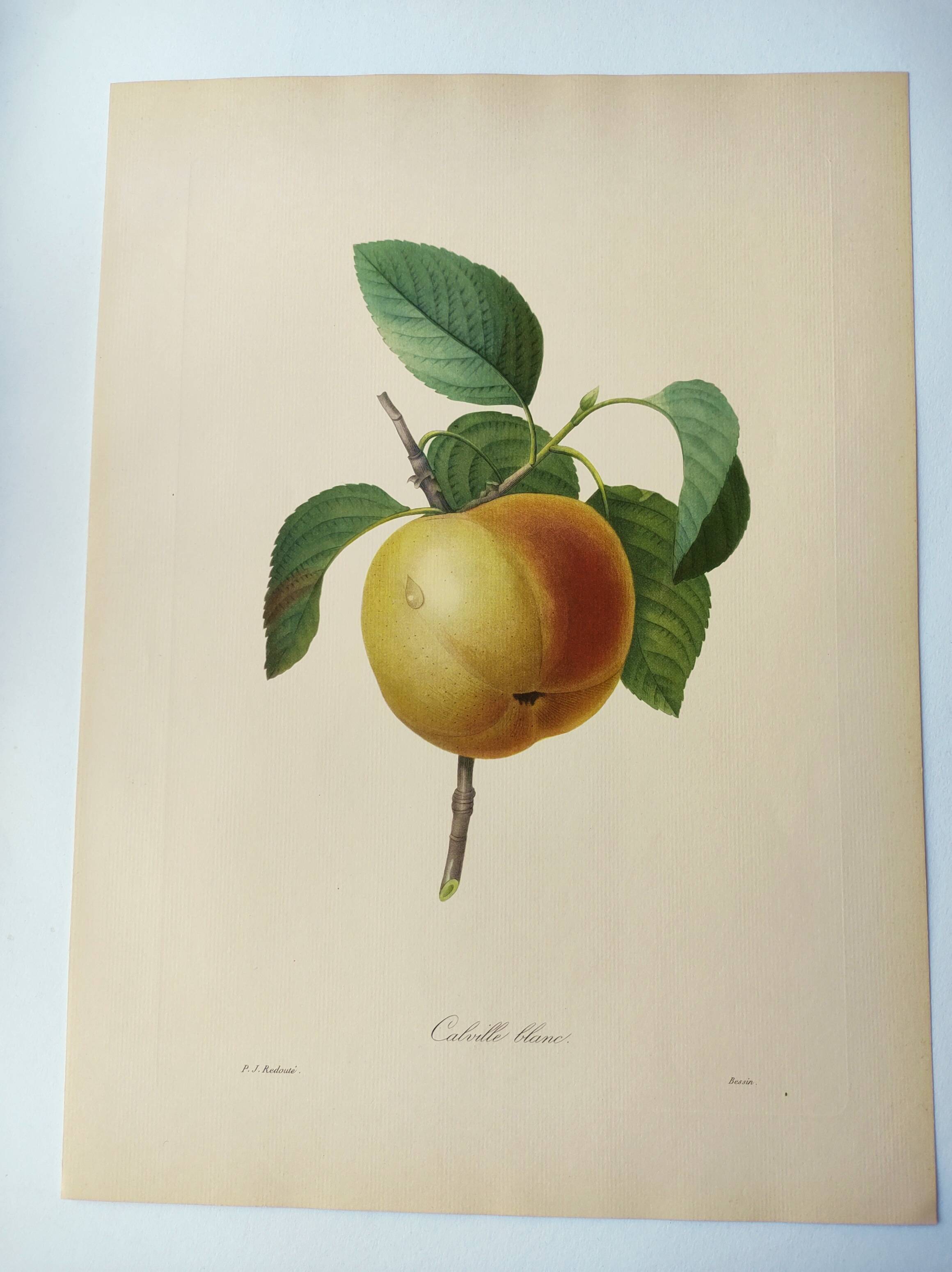 Antique fruit engraving -1955- Calville apple- By PJ Redouté. Vintage