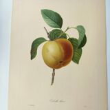 Gravure ancienne de fruits -1955- Pomme Calville- Par P.J Redouté. Vintage