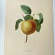 Gravure ancienne de fruits -1955- Pomme Calville- Par P.J Redouté. Vintage