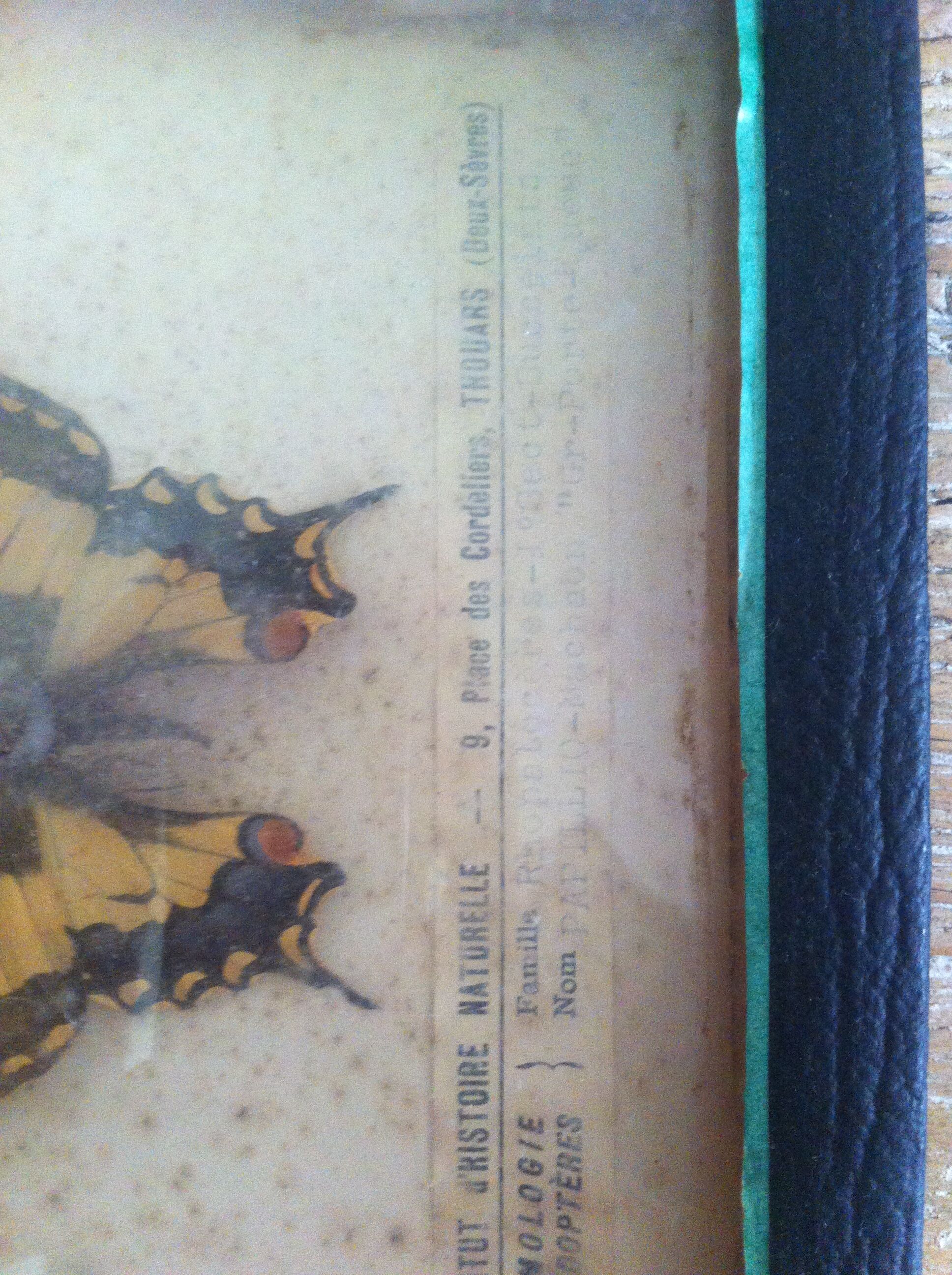 Vintage entomology board