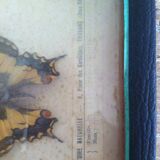 Vintage entomology board