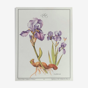 Planche botanique l’Iris