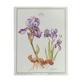 Iris botanical board