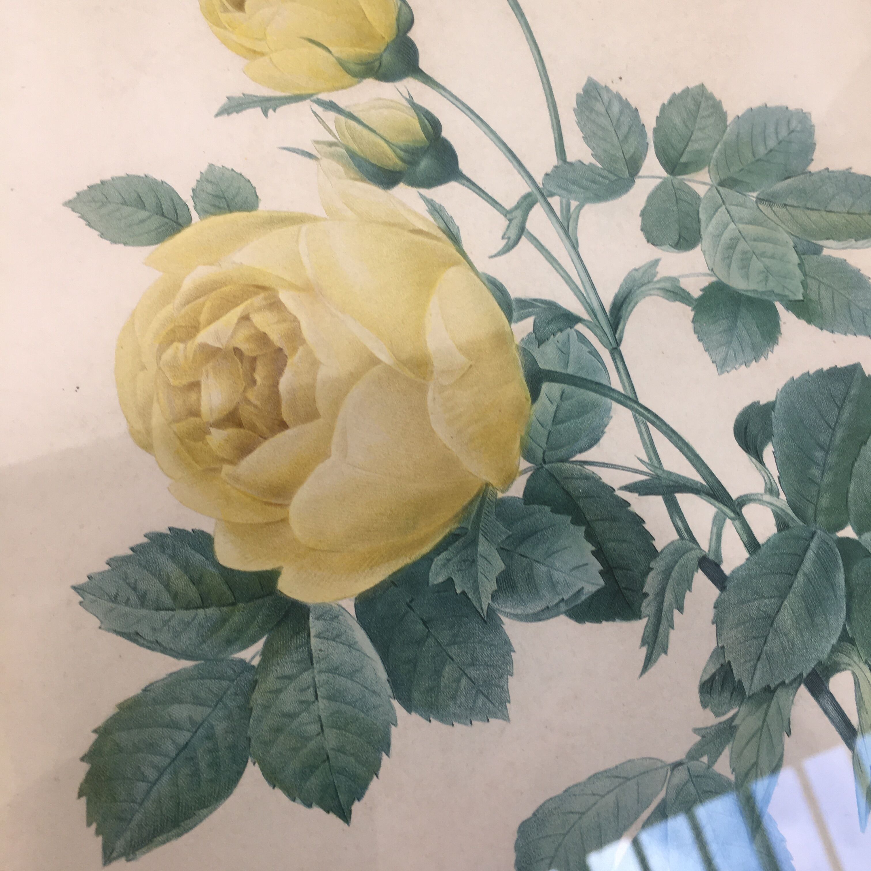 Pair of flower engravings by P.J. Redouté