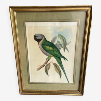 John Gould: Derby Parakeet Color Lithograph: Psittacula