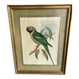John Gould: Derby Parakeet Color Lithograph: Psittacula