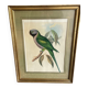 John Gould: Derby Parakeet Color Lithograph: Psittacula