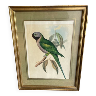 John Gould: Derby Parakeet Color Lithograph: Psittacula