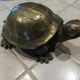 Tortue en laiton xxe patine dorée