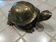 Tortue en laiton xxe patine dorée