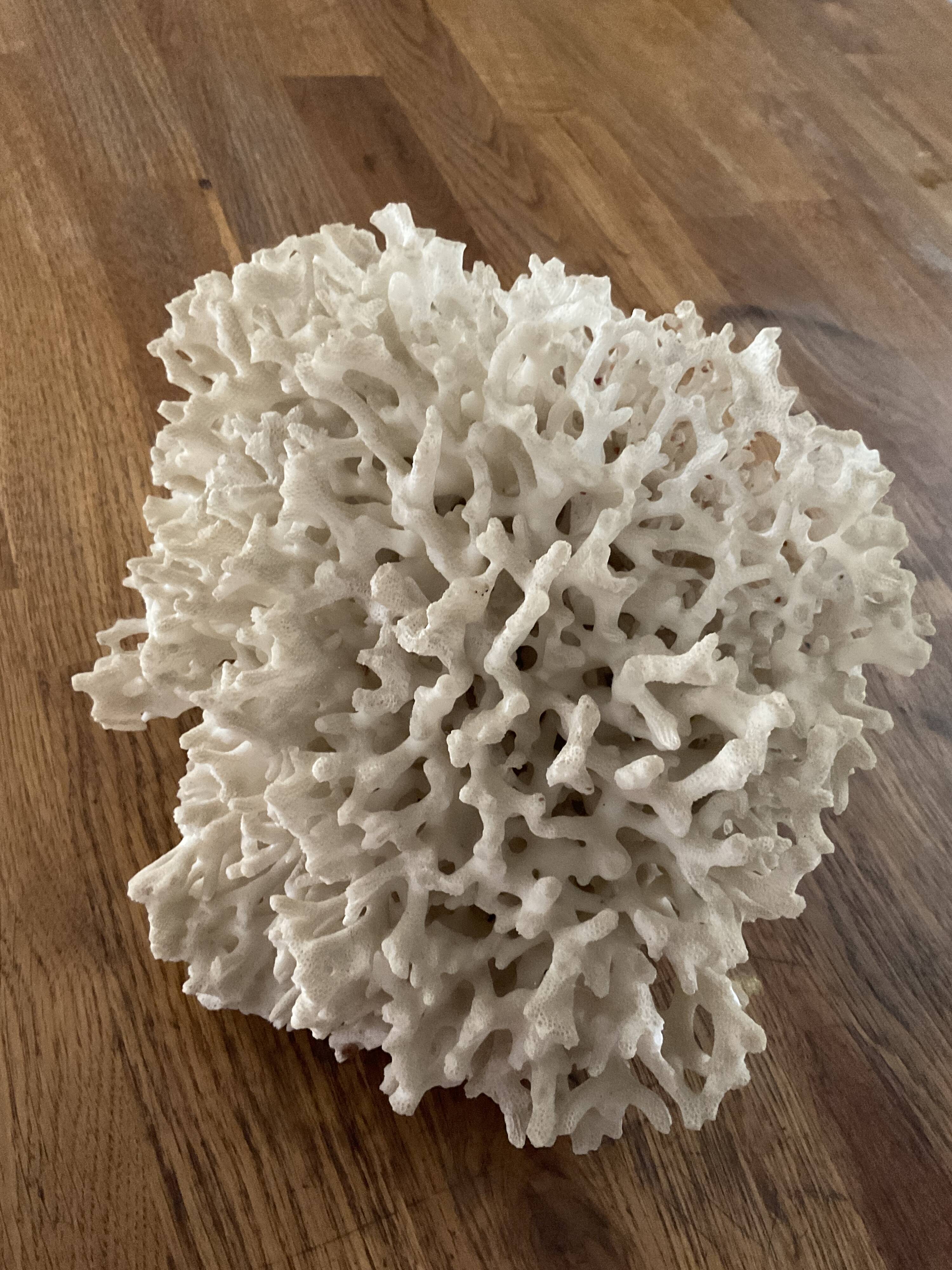 Corail Blanc / Corail nid . Ancien  . 32 cm x 24 cm