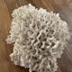 Corail Blanc / Corail nid . Ancien  . 32 cm x 24 cm