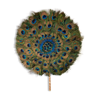 Peacock feathers