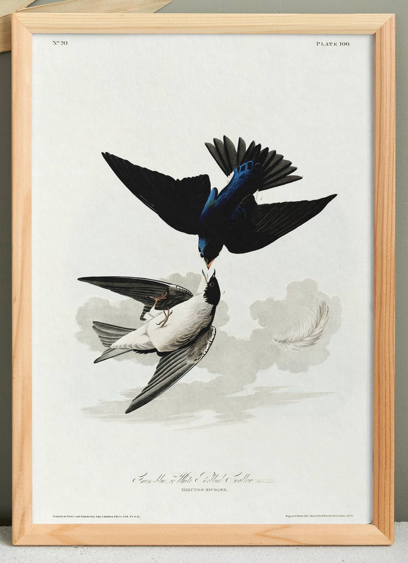 Affiche sur l’Hirondelle bicolore, d’après une gravure ancienne de 1827.
