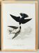 Poster on the Bicolor Swallow, after an old engraving from 1827.