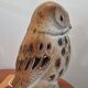 Owl Lamp by Agnès Escala