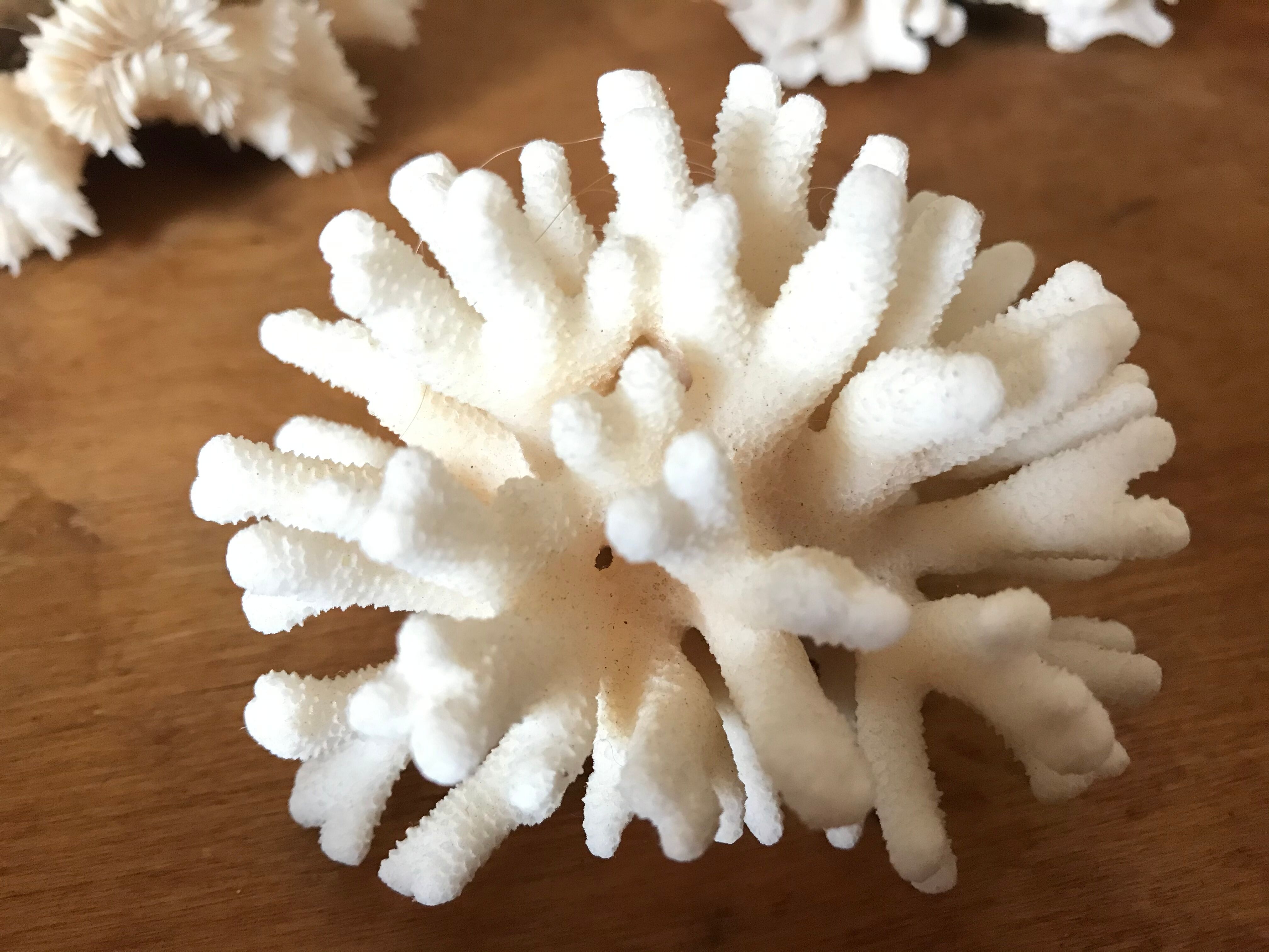 Ancient white coral in trio