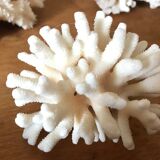 Ancient white coral in trio