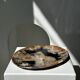 Large empty pocket or dish in petrified wood