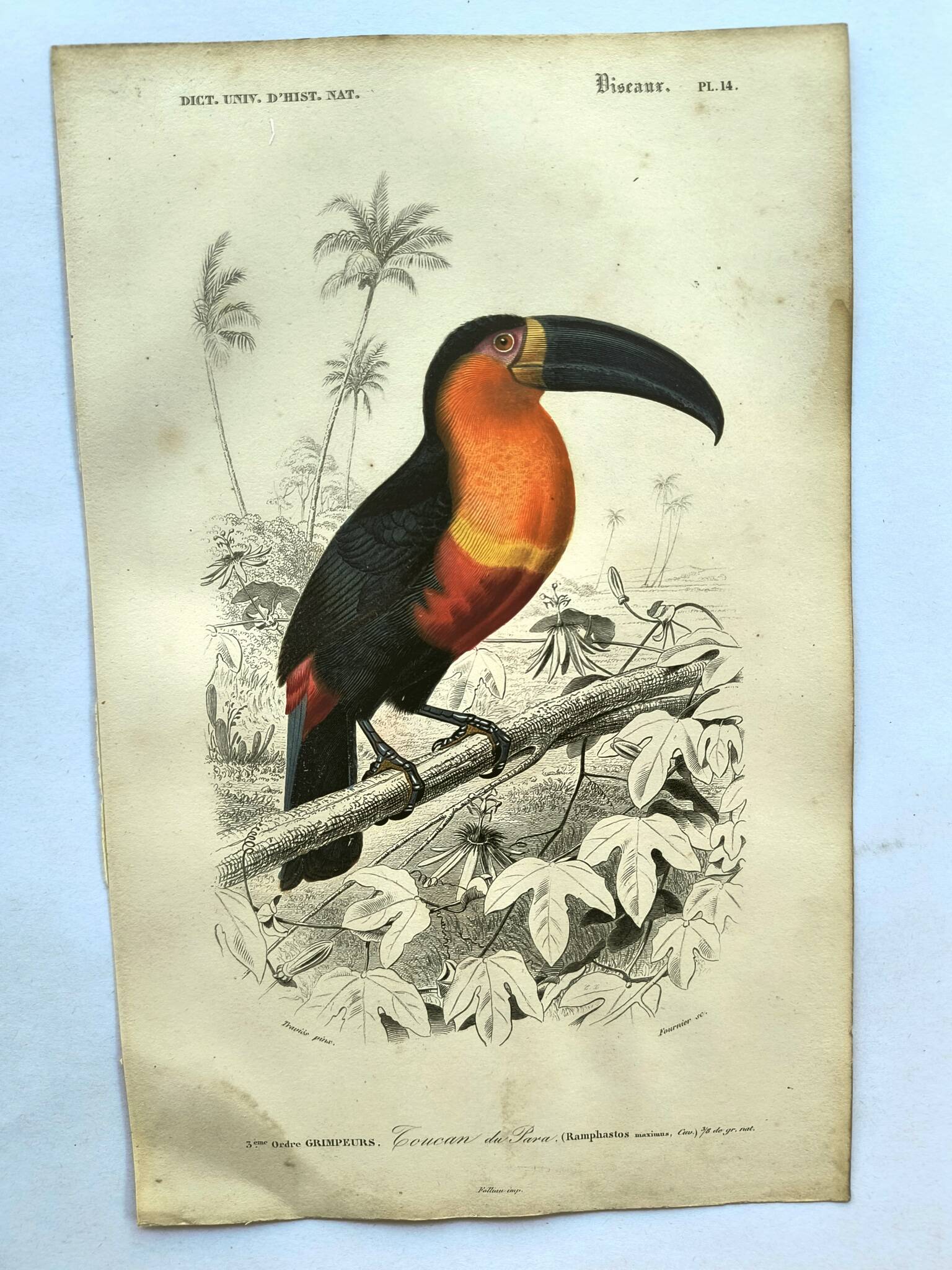 Gravure ancienne 1849 - Toucan par E.Travies. Lithographie iconique vintage
