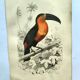 Antique engraving 1849 - Toucan by E. Travies. Vintage iconic lithograph