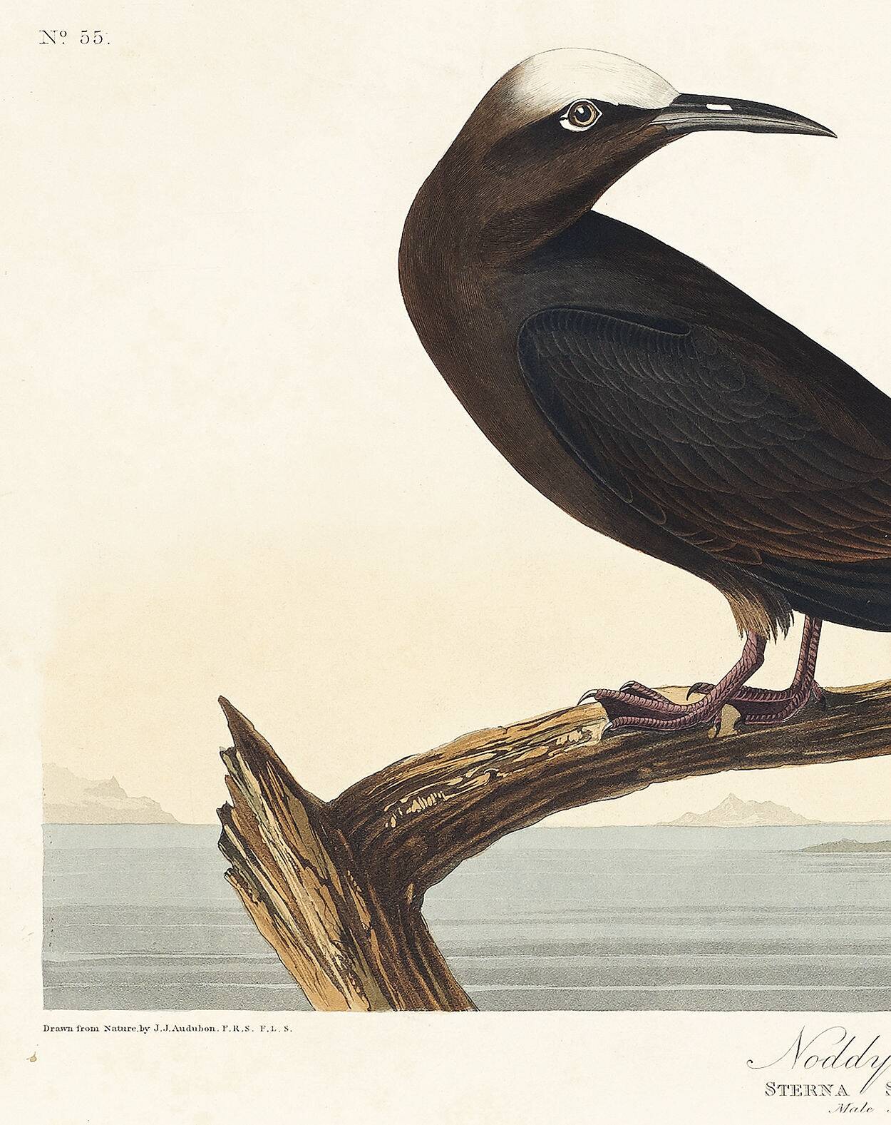 Poster about the Brown Noddy, based on an old engraving from 1827.