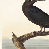 Poster about the Brown Noddy, based on an old engraving from 1827.