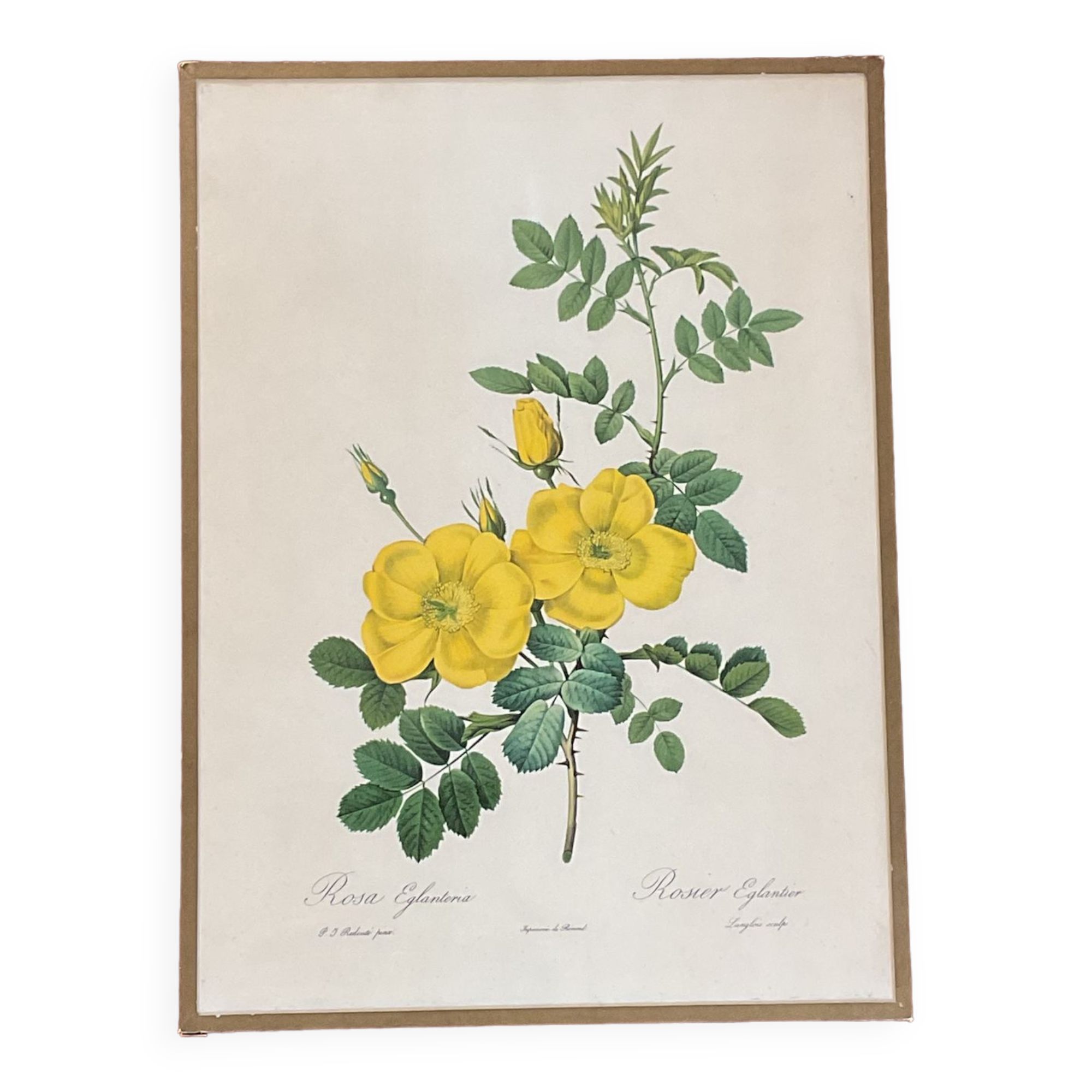 illustration Redouté
